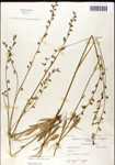000039749-thumbnail.jpg