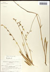 000039750-thumbnail.jpg