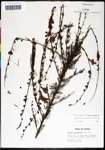 000039777-thumbnail.jpg