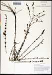 000039789-thumbnail.jpg