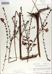 000039793-thumbnail.jpg