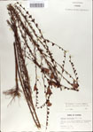 000039803-thumbnail.jpg