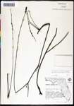 000039846-thumbnail.jpg