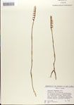 000039890-thumbnail.jpg