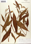 000039966-thumbnail.jpg