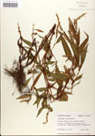 000039968-thumbnail.jpg