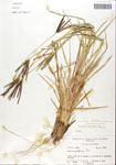 Eustachys