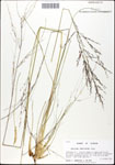 Panicum