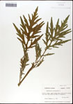 Parthenium