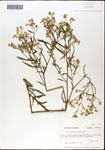 Parthenium
