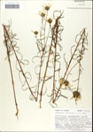 Phoebanthus