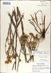 Pityopsis