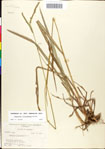 Paspalum