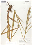 Paspalum