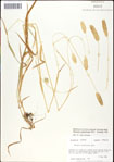 Phalaris