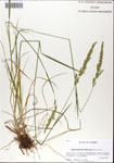 Sphenopholis