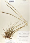 Sporobolus