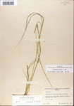 Sporobolus