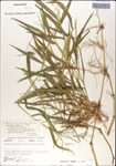 000044251-thumbnail.jpg