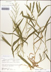 Urochloa