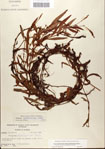 000045007-thumbnail.jpg