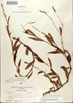 000045011-thumbnail.jpg
