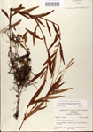 000045016-thumbnail.jpg