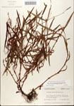 000045021-thumbnail.jpg