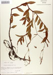 000045025-thumbnail.jpg