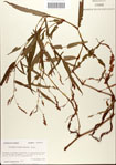 000045029-thumbnail.jpg