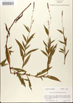 000045031-thumbnail.jpg