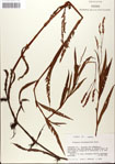 000045033-thumbnail.jpg