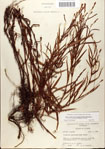 000045037-thumbnail.jpg
