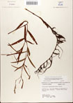 000045045-thumbnail.jpg