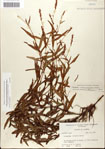 000045047-thumbnail.jpg