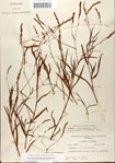 Polygonum
