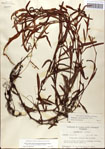 000045052-thumbnail.jpg