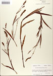 000045059-thumbnail.jpg