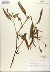 000045061-thumbnail.jpg