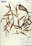 000045062-thumbnail.jpg