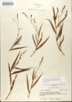Polygonum