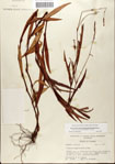 Polygonum