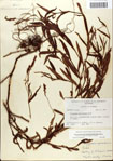 Polygonum