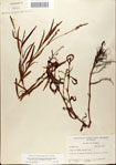 000045078-thumbnail.jpg