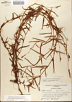 000045093-thumbnail.jpg