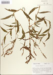 000045095-thumbnail.jpg