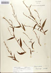 Polygonum