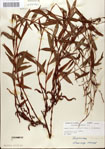 000045097-thumbnail.jpg