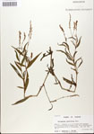 000045099-thumbnail.jpg