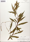 000045101-thumbnail.jpg